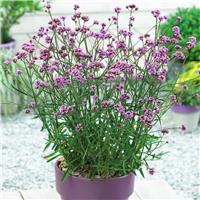 Verbena bonariensis Lollipop