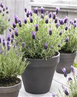 French Lavender - Lavender stoechas Anouk - Midnight Purple Lavendula - Pack of FIVE Plants