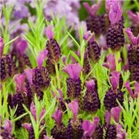 Lavender - Lavendula stoechas Blue Star - In Bud & Bloom