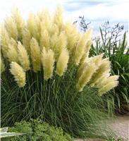 Pampas Grass - Cortaderia selloana White Feather - Pack of THREE Plants