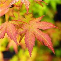 Acer palmatum Bihou - LARGE Bi Hoo Golden Coral Bark Japanese Maple circa 120cm