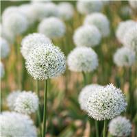 Allium Ping Pong - Pack of 30 Bulbs