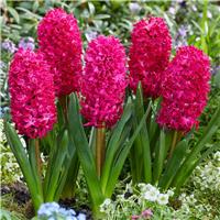Raspberry Red Hyacinths in Bud and Bloom