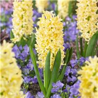 Soft Yellow Hyacinths in Bud and Bloom