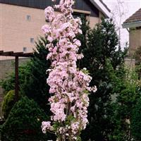 Japanese Flagpole Flowering Cherry Tree - Prunus amanagawa in bud