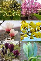 Magnolia Tree - Lost Label Lucky Dip Bargain Tulip Tree