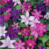 Clematis Tricolour
