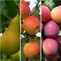 Best of British Fruit Tree Trio - Grown For Flavour - Pack of Three