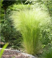 Stipa tenuissima Ponytails - Pack of THREE Established Pheasant Grass Plants