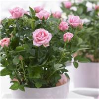 Pretty Pink Pot Rose in Bud & Bloom