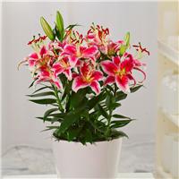 Oriental Lily in Bud & Bursting in to Bloom