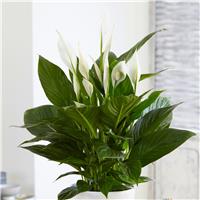 Large Peace Lily in Bud & Bloom