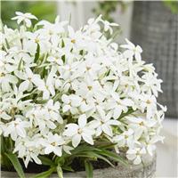 Rhodoxis hybrida Fairy Snow - Rhodohypoxis Twinkling White Star Grass