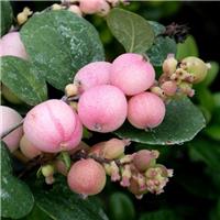 Symphoricarpos d. 'Mother of Pearl'