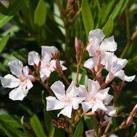 Nerium Oleander Tree - WHITE 'Soeur Agnes' - Patio Standard