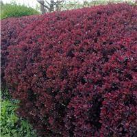 Bright Berberis Collection - Pack of THREE