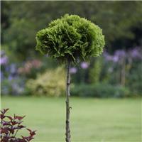 Pair of Premium Quality Evergreen Topiary Lollipop Trees