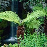 Large Dicksonia Antarctica - Hardy Tree Fern