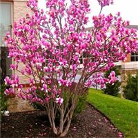 Large circa 4ft Magnolia Rustica Rubra - Tulip Tree