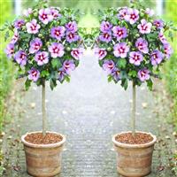 Pair of Patio Standard Hibiscus Trees - Marina Blue