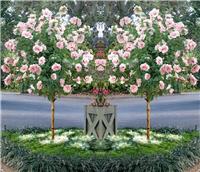 Pair of Patio Standard Hibiscus Trees - Cotton Candy - Double Pink