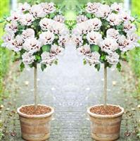 Pair of Patio Standard Hibiscus Trees - Double Ice Cream