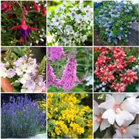 Hardy Garden Shrubs Collection - EIGHT Outstanding Varieties