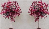 PAIR of Hardy Evergreen Photinia PINK MARBLE Standard Topiary Trees - 100-120cm