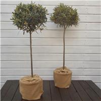 PAIR of Premium Quality circa 100cm Standard OLIVE Trees - Olea europea