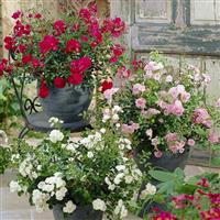 Ground Cover Fairy Roses - Lucky Dip Collection - Pack of THREE Plants