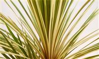 Cordyline Torbay Dazzler - Exotic Variegated Palm - Pack of TWO