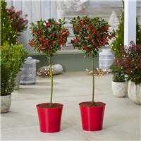 Pair of Premium Quality Festive Holly Trees Covered in Berries with Contemporary RED Planters