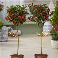 EMERGENCY STOCK CLEARANCE - Pair of Festive Christmas Holly Trees Covered in Berries