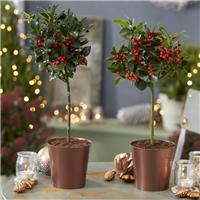 Pair of Festive Patio Holly Trees complete with real Berries in Copper Pots