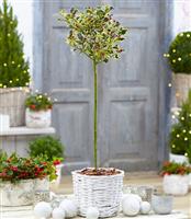 Patio Holly Tree 'Varigata'