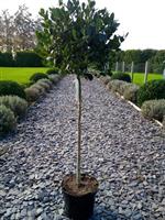 Ilex aquifolium J C Van Tol - Large Standard Holly Tree