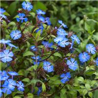 Hardy Cobalt - Blue Plumbago Plants - Ceratostigma plumbaginoides