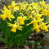 Tete a Tete Dwarf Daffodils