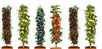 Dwarf Patio PILLAR Fruit Trees Mini Orchard - Collection of SIX Superb Fruit Trees for Patio or Garden