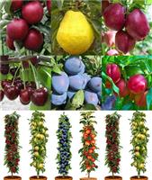 Dwarf Patio PILLAR Fruit Trees Mini Orchard Collection - FOUR Different Trees in Assorted Varieties