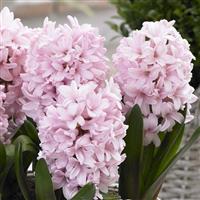 Pink Hyacinths
