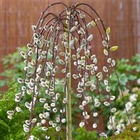 Pair of Patio Kilmarnock Willow - Beautiful Salix Weeping Pussy Willows