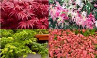 Zensational Acers - Japanese Maple Collection