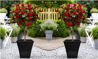 Pair of Patio Standard RED Flowering Garden Rose Trees circa 100cm tall - with Flared BLACK Planters