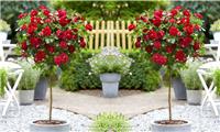 Pair of Patio Standard RED Flowering Garden Rose Trees circa 100cm tall - In Bud and Bloom