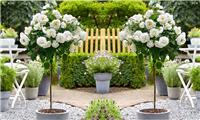 Pair of Patio Standard WHITE Flowering Garden Rose Trees circa 100cm tall - In Bud and Bloom