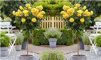 Pair of Patio Standard YELLOW Flowering Garden Rose Trees circa 100cm tall - In Bud and Bloom
