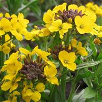 Erysimum Yellow Bird - Gold Dust Plants in Bud & Bloom