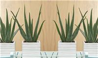 Aloe Vera - Succulent Plant
