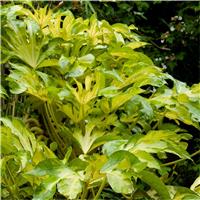 Camouflage Fatsia japonica Annelise - Golden variegated 'Murakumo Nishiki' Japanese Aralia